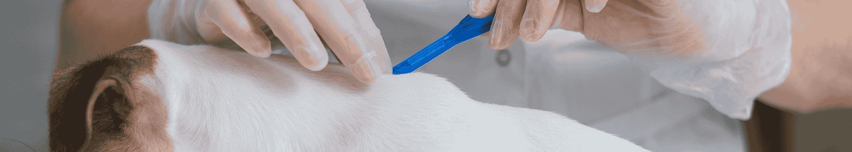 A veterinarian treats a dog from parasites by dripping medicine on the withers. 